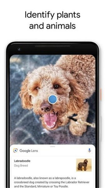 Google Lens